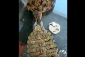 ケンカ？求愛行動？相手の顔をペシペシペシ… なんとも優しい”カメビンタ”が可愛くて癒される！